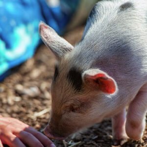 Shop the Exclusive Pig Enthusiast Experience for One at Kew Little Pigs