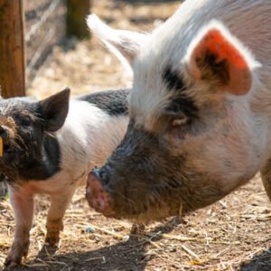 Shop the Kew Little Pigs Experience: A Playful Adventure for One Child