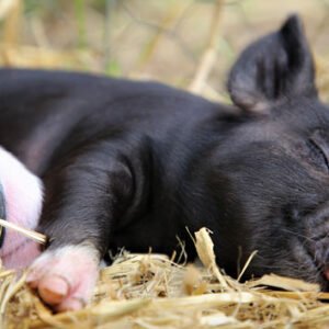 Shop the Kew Little Pigs Experience: A Playful Adventure for One Child