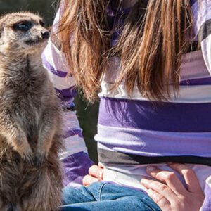 Shop the Exclusive Penguin Encounter Experience at Drusillas Zoo Park for One Participant