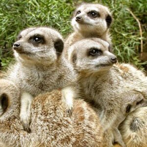 Shop the Exclusive Meerkat Encounter at Drusillas Zoo Park for One Participant