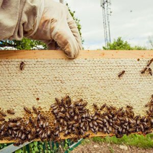 Shop the Exclusive Three-Hour Beekeeping Experience for One with The London Bee Company