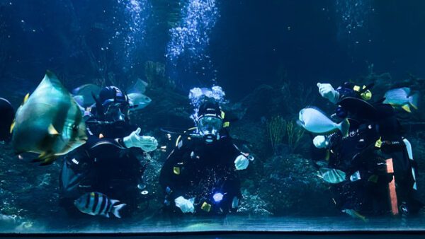 Shop the Exclusive Skegness Aquarium Shark Diving Experience for Individuals - Image 2