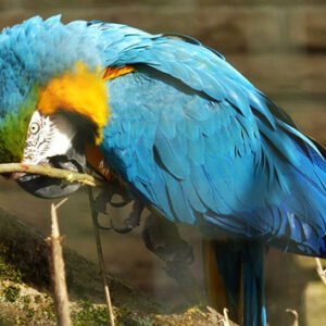 Shop Admission for Two Adults to Beale Wildlife Park and Gardens