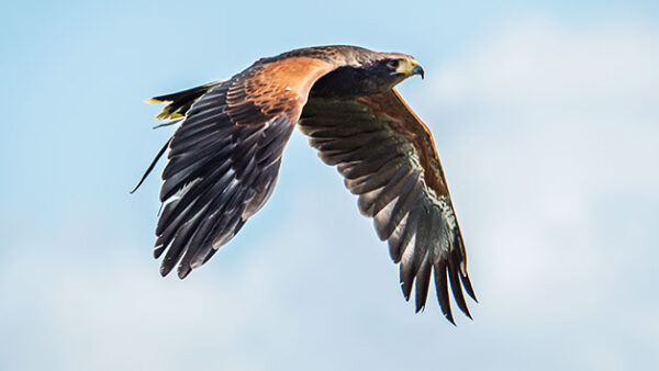 Shop Exclusive Falconry Experience for an Individual in Oxfordshire - Image 3