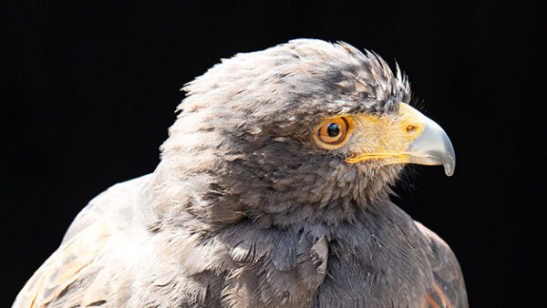 Shop the 40-Minute Exclusive Hawk Walk Experience for Two at Millets Falconry - Image 3