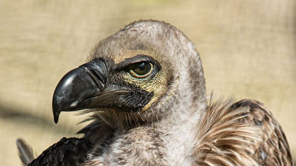 Shop the 40-Minute Exclusive Hawk Walk Experience for Two at Millets Falconry - Image 4