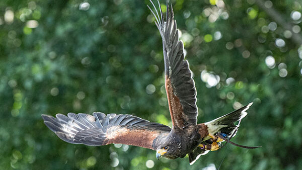 Shop Exclusive Falconry Experience for an Individual in Oxfordshire