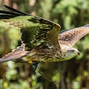 Shop Exclusive Falconry Experience for an Individual in Oxfordshire