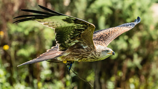 Shop Exclusive Falconry Experience for an Individual in Oxfordshire - Image 2