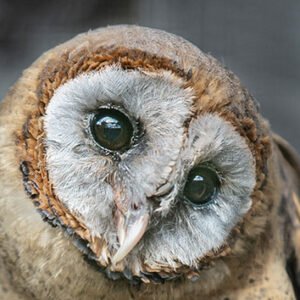 Shop for a Half-Day Photography Experience with Falcons for One at Millets Falconry
