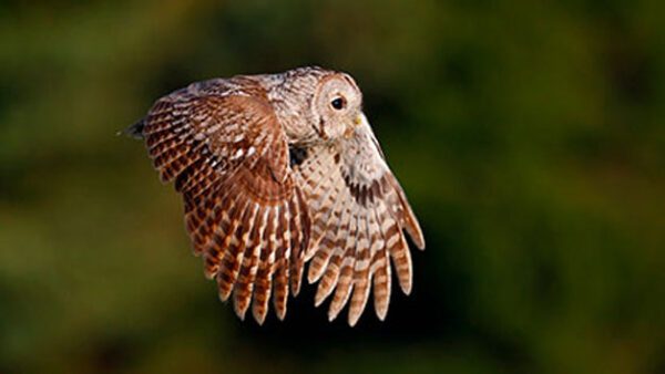 Shop Exclusive Owl Encounter Experience for Couples at Knockhatch Adventure Park - Image 2