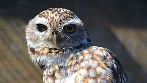 Shop Exclusive Owl Encounter Experience for Couples at Knockhatch Adventure Park - Image 3