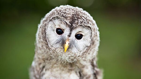 Shop Exclusive Owl Encounter Experience for Couples at Knockhatch Adventure Park