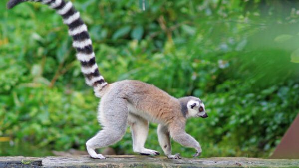 Shop the Exclusive Half-Day Keeper Experience for Couples at Northumberland College Zoo - Image 4