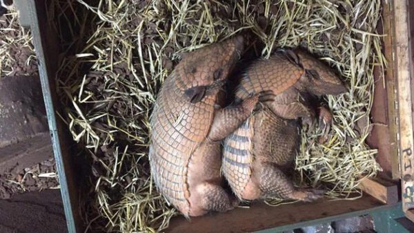 Shop the Exclusive Half-Day Keeper Experience for Couples at Northumberland College Zoo - Image 5