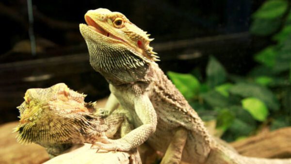 Shop the Exclusive Half-Day Keeper Experience for Couples at Northumberland College Zoo - Image 8