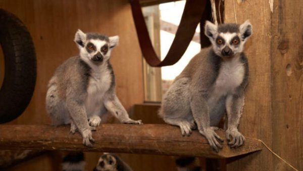 Shop the Exclusive Half-Day Keeper Experience for Couples at Northumberland College Zoo