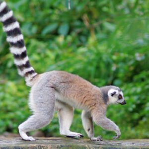 Shop the Ultimate Meerkat and Lemur Family Animal Encounter Experience at Northumberland College Zoo