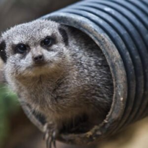 Shop the Ultimate Meerkat and Lemur Family Animal Encounter Experience at Northumberland College Zoo