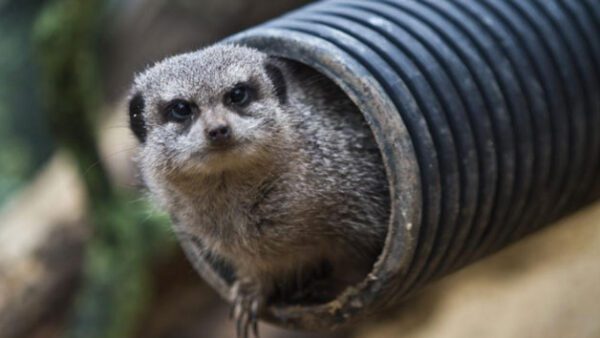 Shop for an Exclusive Meerkat Encounter Experience for Two at Northumberland College Zoo - Image 2