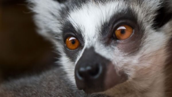 Shop for an Exclusive Meerkat Encounter Experience for Two at Northumberland College Zoo - Image 5