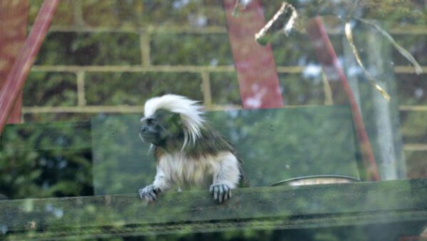 Shop for an Exclusive Meerkat Encounter Experience for Two at Northumberland College Zoo - Image 7