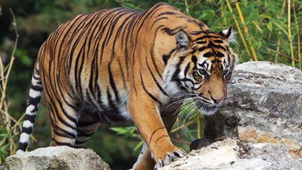 Shop the Exclusive Howletts Wild Animal Park Entry Package for Two Adults Including Animal Adoption Benefits - Image 8