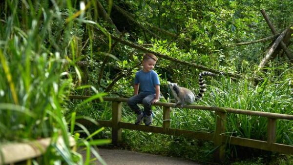 Shop: Exclusive Family Pass for Four to Howletts Wild Animal Park with Complimentary Animal Adoption Package - Image 3