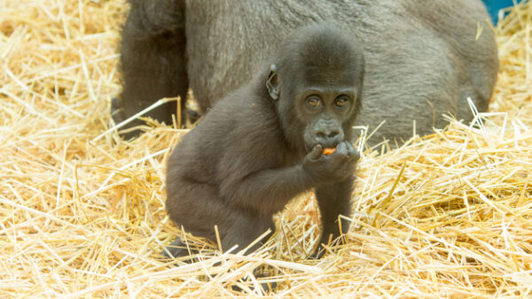 Shop: Exclusive Family Pass for Four to Howletts Wild Animal Park with Complimentary Animal Adoption Package - Image 5