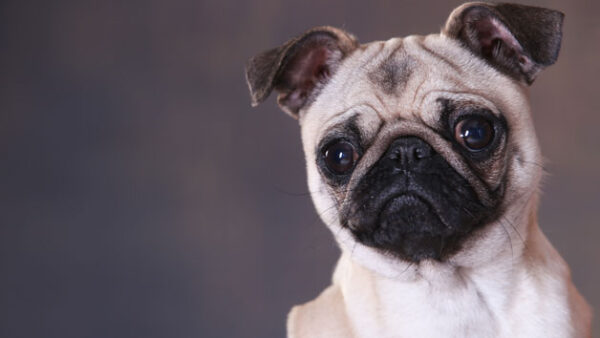 Shop for a Professional Pet Portrait Photoshoot Experience - Image 2