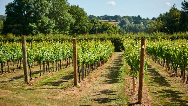 Shop the Exclusive Vineyard Exploration and Wine Tasting Experience for Two at Chapel Down Winery, Kent - Image 7