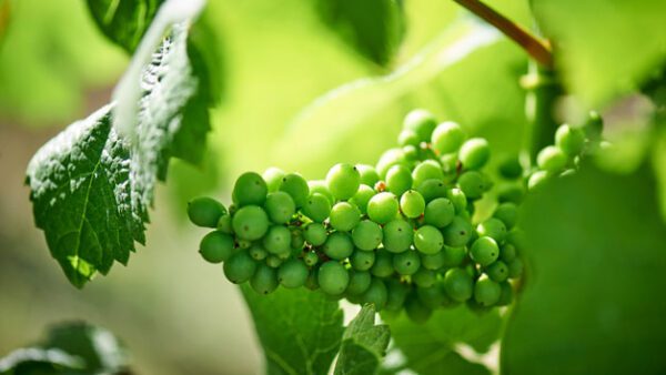 Shop the Exclusive Vineyard Exploration and Wine Tasting Experience for Two at Chapel Down Winery, Kent