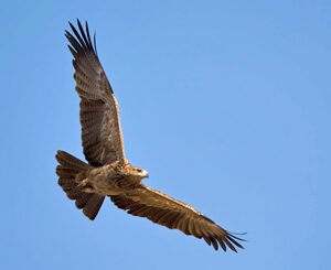 Shop the Exhilarating Bird of Prey Encounter in Warwickshire