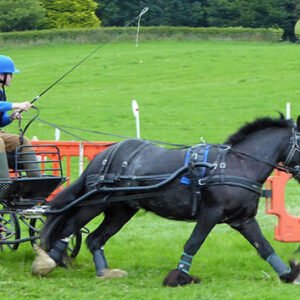 Shop Our Exclusive Carriage Driving Experience for Couples