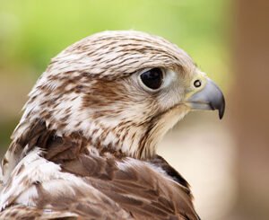 Shop the Exquisite Bird of Prey Falconry Experience Day in Cheshire