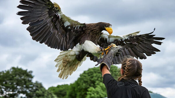 Shop the Exclusive Eagle Handling Experience in Kent - Image 3