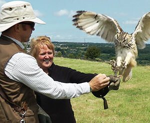 Shop the Premier Half-Day Falconry Experience