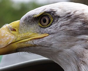 Shop the Premier Half-Day Falconry Experience