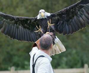 Shop the Children’s Introductory Experience with Birds of Prey