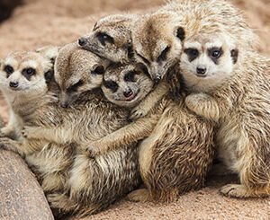 Shop the Exclusive Meerkat, Ferret, and Owl Interactive Experience for Two in Cheshire