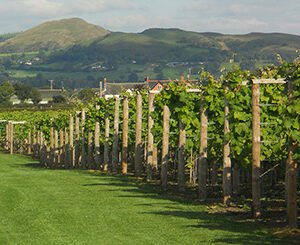 Shop the Exclusive Cheese and Wine Tasting Experience with Vineyard Tour for Two at Kerry Vale Vineyard