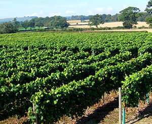 Shop the Exclusive Vineyard Tour, Wine Tasting, and Afternoon Tea Experience for Two at Kerry Vale Vineyard