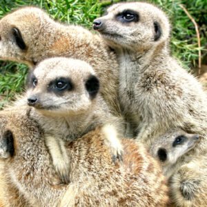 Shop the Exclusive Meerkat Close Encounter Experience for Two at Drusillas Park Zoo