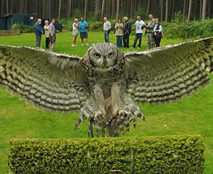 Shop the Exclusive Owl Encounter Experience in Derbyshire with BB Falconry