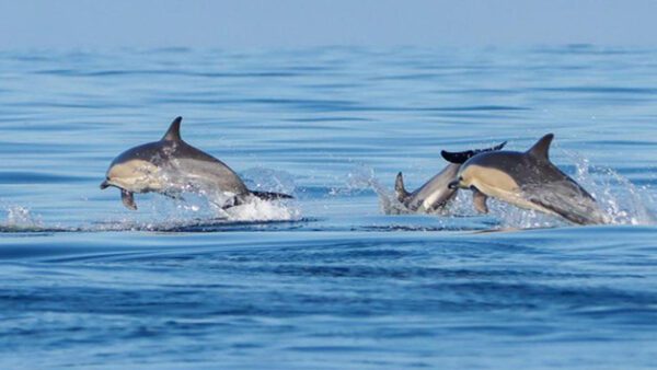 Shop: Exclusive Two-Hour Sealife Safari RIB Excursion for Two - Discover Padstow, Cornwall