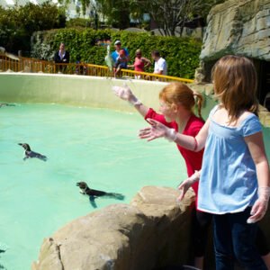 Shop the Exclusive Penguin Close Encounter Experience for Two at Drusillas Park Zoo