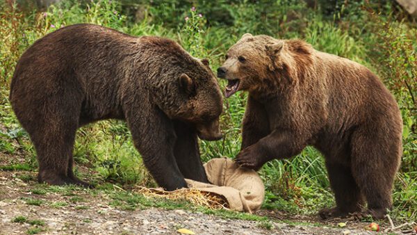 Shop the Exquisite Port Lympne Reserve Experience: Safari Adventure and Afternoon Tea for Two - Image 8
