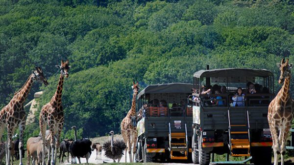 Shop the Exquisite Port Lympne Reserve Experience: Safari Adventure and Afternoon Tea for Two - Image 2