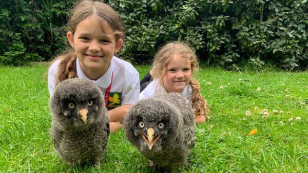 Shop Exclusive Family Experience with VIP Falconry Session in Dorset